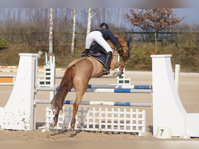 Zangersheider Hengst Fohlen (06/2025) 170 cm Brauner in Thieu