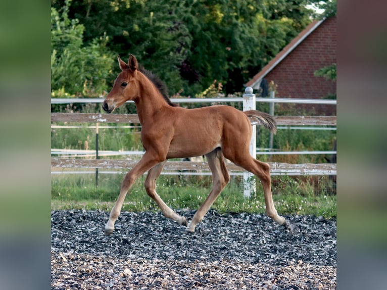 Zangersheider Hengst Fohlen (06/2026) 170 cm Brauner in Feldhorst