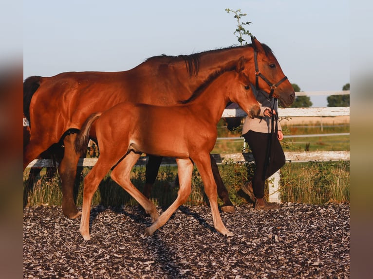 Zangersheider Hengst Fohlen (06/2026) 170 cm Brauner in Feldhorst