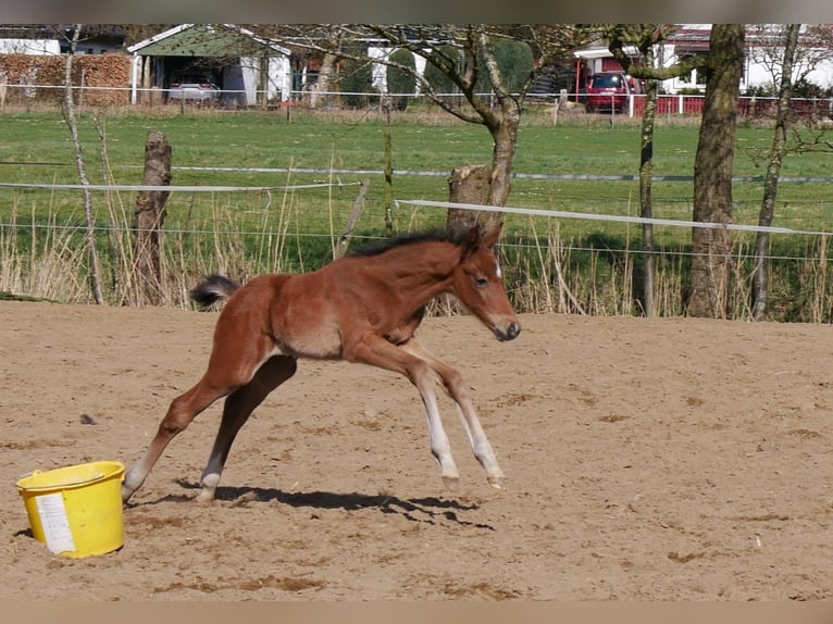 Zangersheider Hengst  170 cm Brauner in Seester