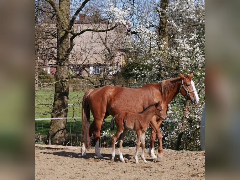 Zangersheider Hengst  170 cm Brauner in Seester