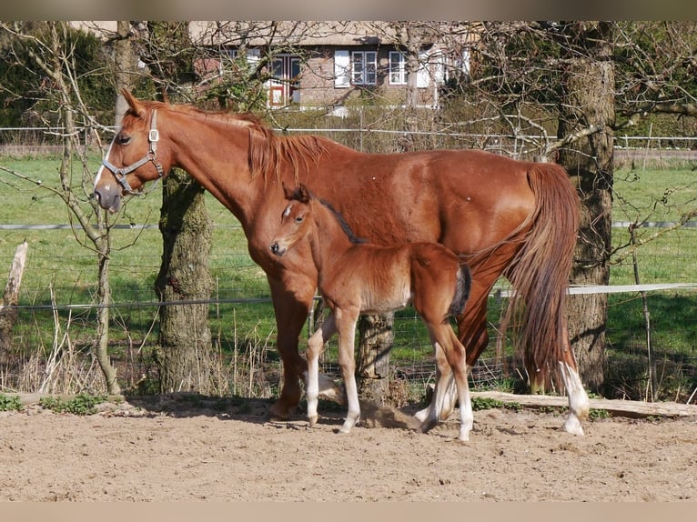 Zangersheider Hengst  170 cm Brauner in Seester