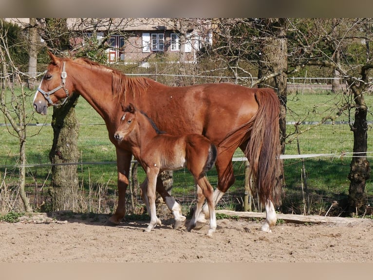 Zangersheider Hengst  170 cm Brauner in Seester
