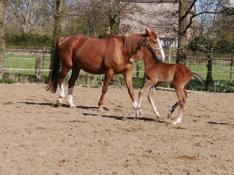 Zangersheider Hengst  170 cm Brauner in Seester