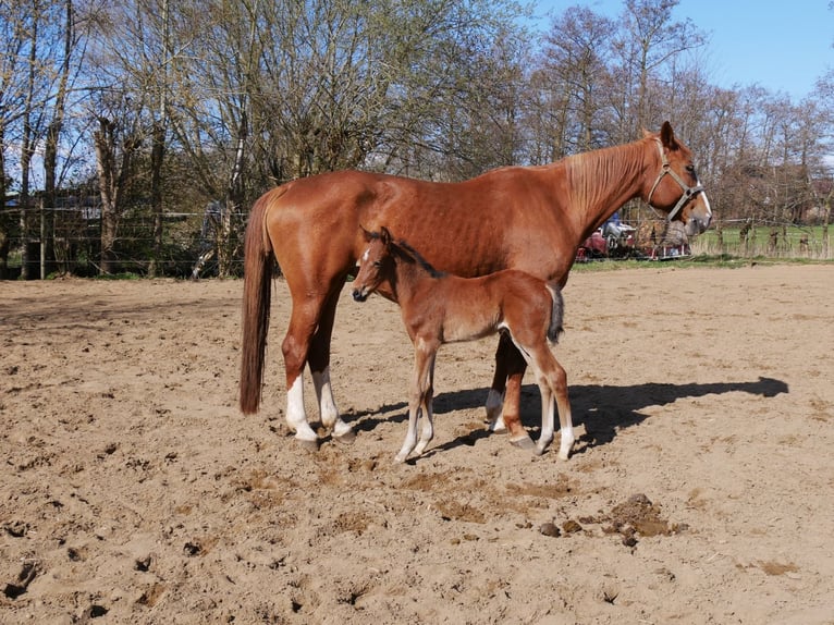 Zangersheider Hengst  170 cm Brauner in Seester