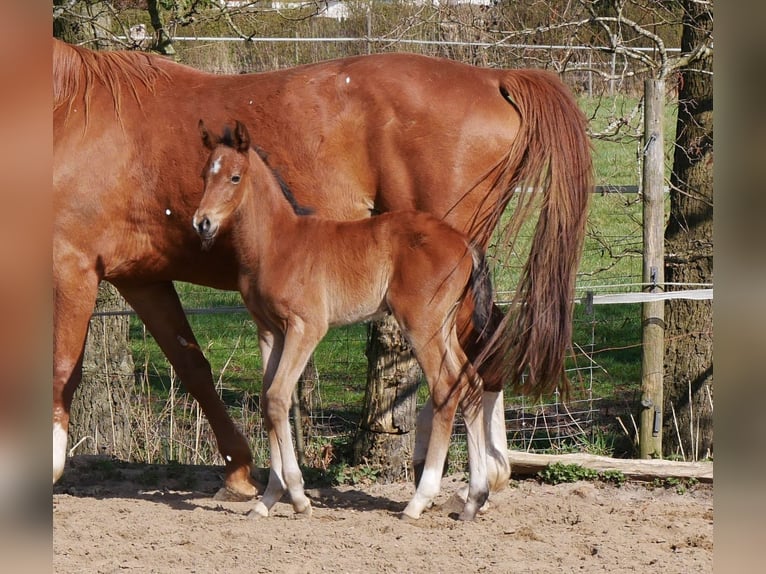 Zangersheider Hengst  170 cm Brauner in Seester