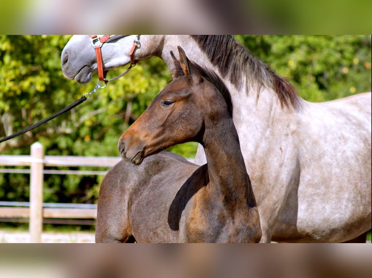 Zangersheider Hengst Fohlen (05/2026) 170 cm Schimmel in Plejelt