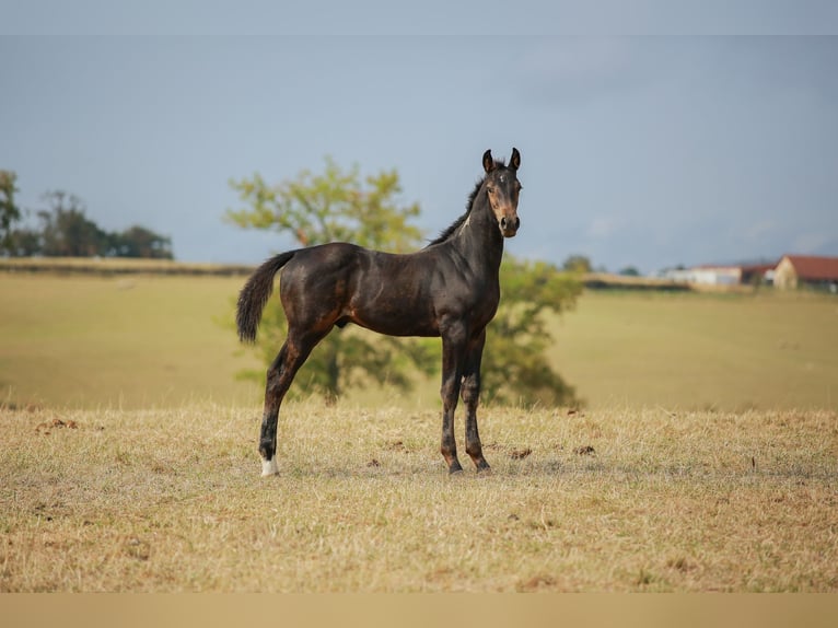 Zangersheider Hengst Fohlen (05/2025) 170 cm Schwarzbrauner in SORBIER