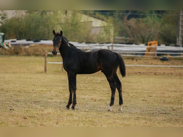 Zangersheider Hengst Fohlen (05/2025) 170 cm Schwarzbrauner in SORBIER