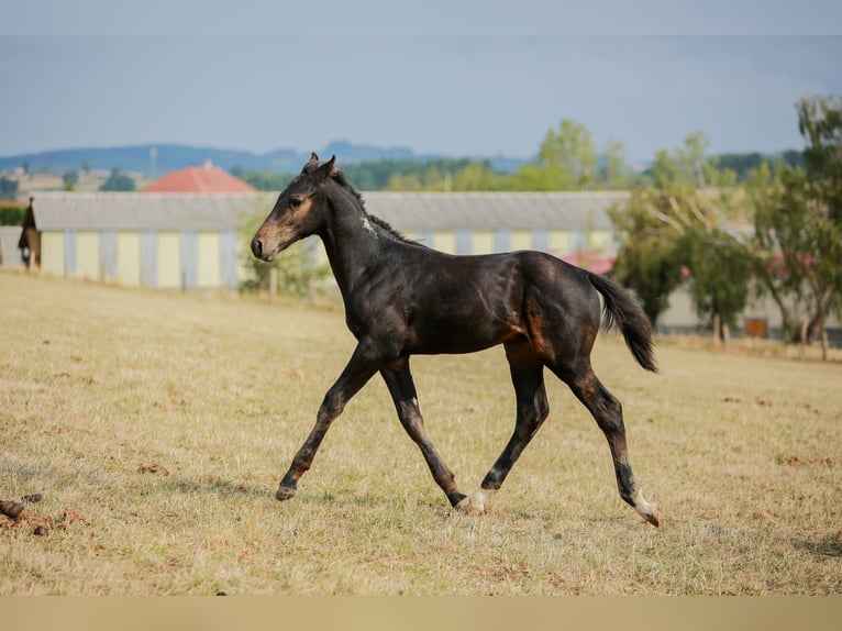 Zangersheider Hengst Fohlen (05/2025) 170 cm Schwarzbrauner in SORBIER