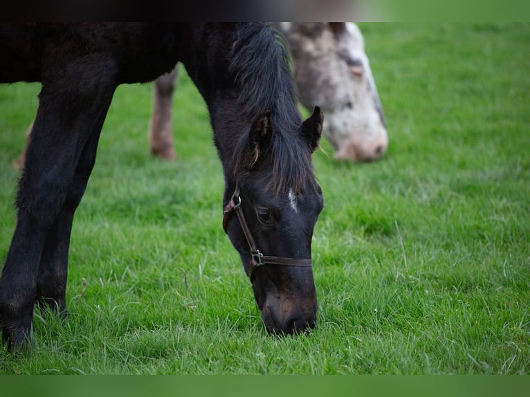 Zangersheider Hengst Fohlen (05/2025) 170 cm Schwarzbrauner in Sorbier
