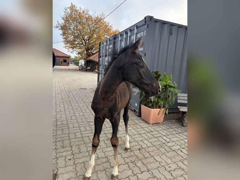 Zangersheider Hengst Fohlen (07/2026) 172 cm Dunkelbrauner in Rzeszów