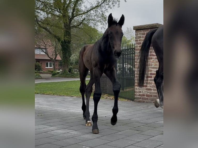 Zangersheider Hengst  173 cm Dunkelbrauner in Handrup