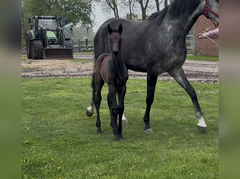 Zangersheider Hengst  173 cm Dunkelbrauner in Handrup