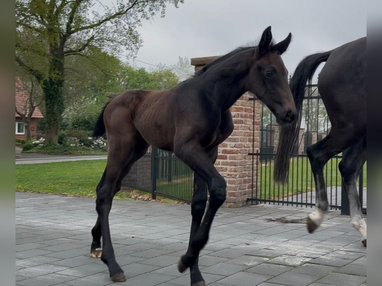 Zangersheider Hengst  173 cm Dunkelbrauner in Handrup