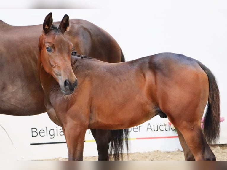 Zangersheider Hengst Fohlen (04/2025) Brauner in Beselare