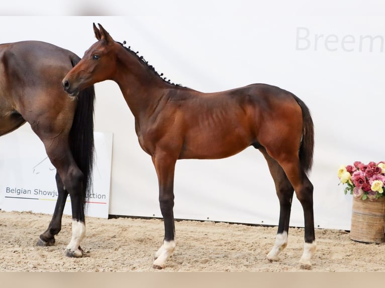 Zangersheider Hengst Fohlen (04/2025) Brauner in Beselare