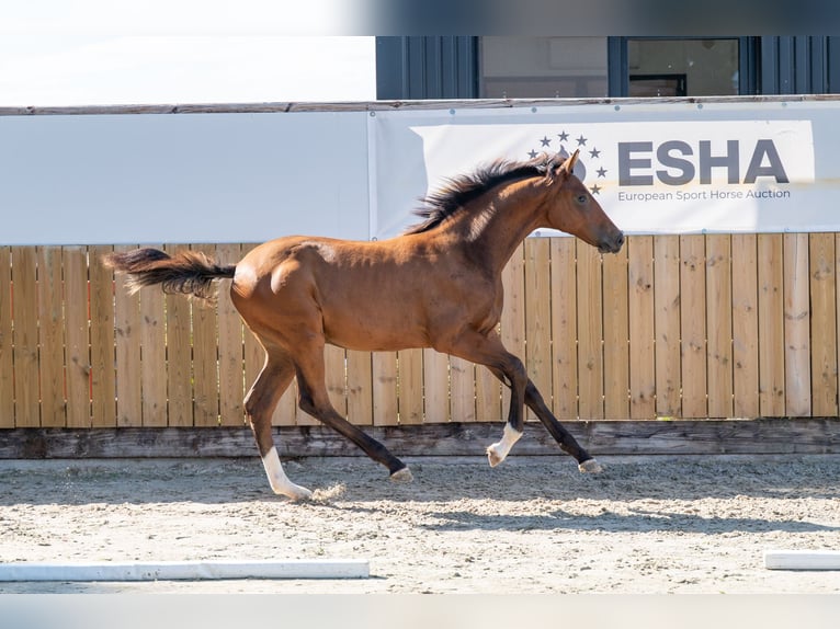 Zangersheider Hengst Fohlen (03/2025) Brauner in GROTE-BROGEL