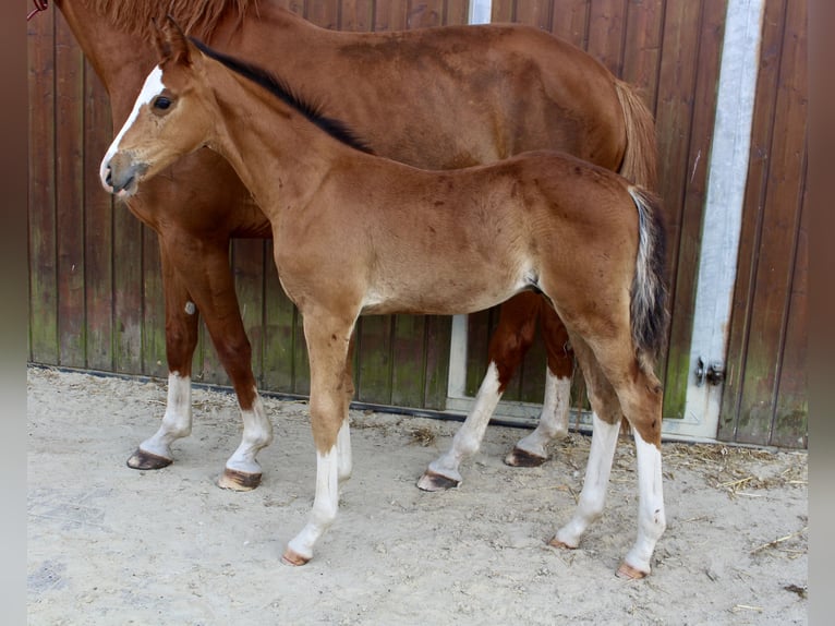 Zangersheider Hengst Fohlen (06/2025) Brauner in Spahnharrenst&#xE4;tte