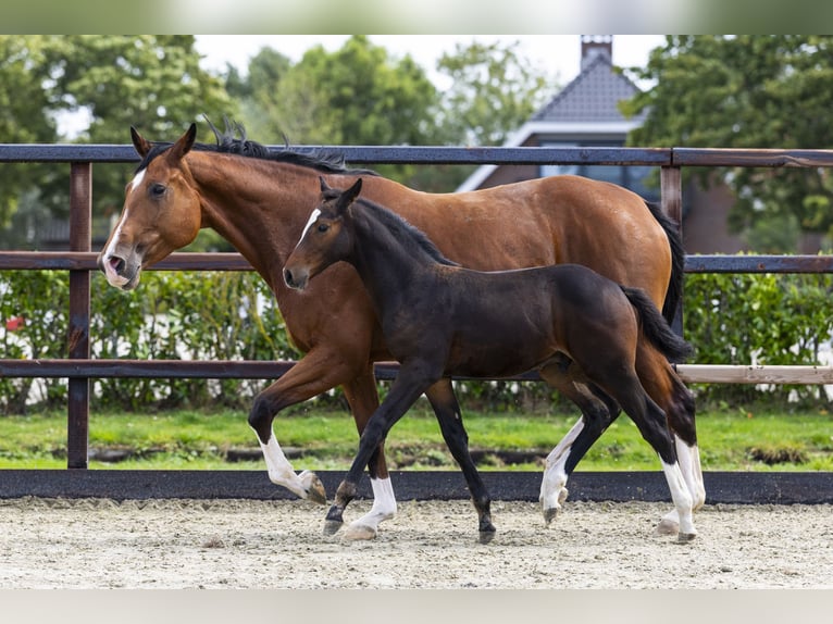 Zangersheider Hengst Fohlen (07/2025) Brauner in Waddinxveen
