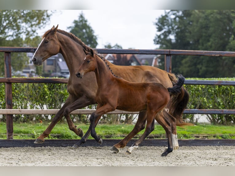 Zangersheider Hengst Fohlen (04/2025) Brauner in Waddinxveen