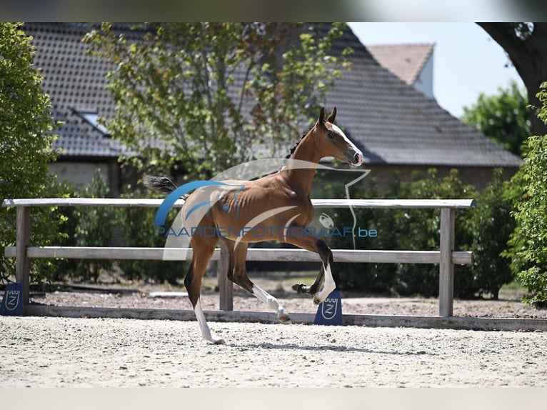 Zangersheider Hengst Fohlen (05/2025) Brauner in Zottegem