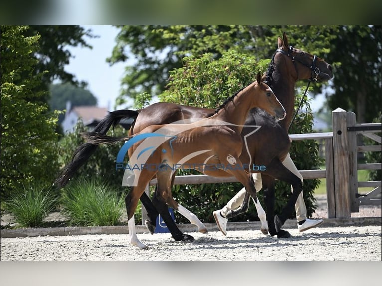 Zangersheider Hengst Fohlen (05/2025) Brauner in Zottegem