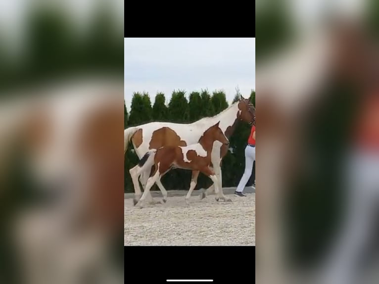 Zangersheider Hengst Fohlen (05/2024) in GROTE-BROGEL