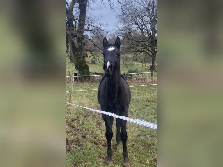 Zangersheider Hengst  Dunkelbrauner in Hepscheid