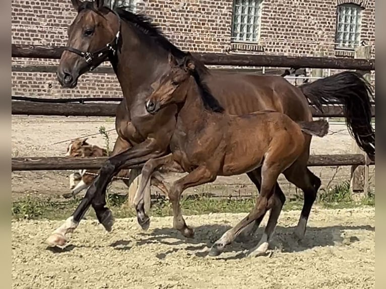 Zangersheider Hengst Fohlen (05/2025) Dunkelbrauner in Kevelaer