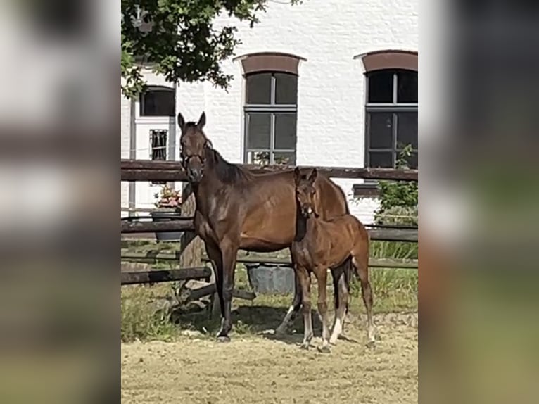 Zangersheider Hengst Fohlen (05/2025) Dunkelbrauner in Kevelaer