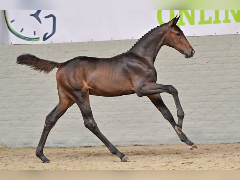 Zangersheider Hengst Fohlen (05/2026) Dunkelbrauner in Waddinxveen