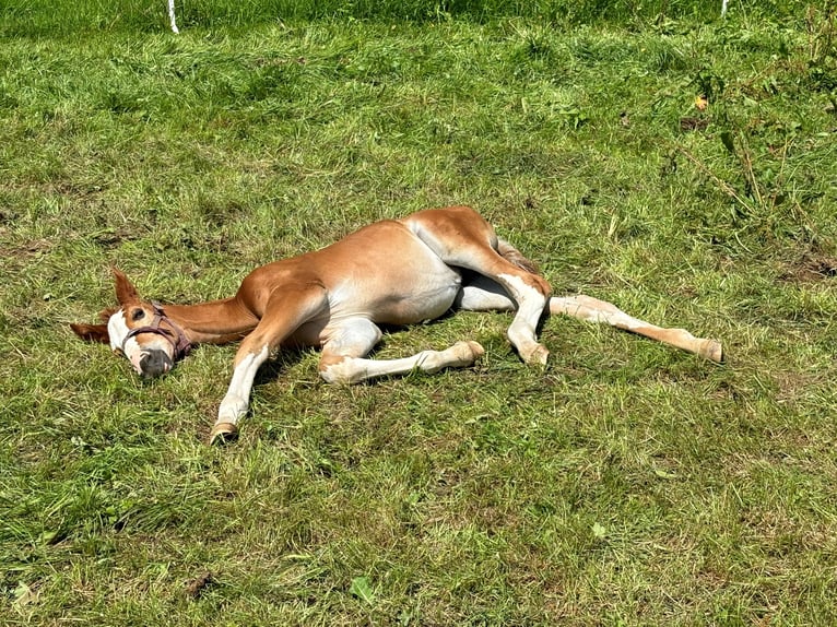 Zangersheider Hengst  Fuchs in Bütgenbach