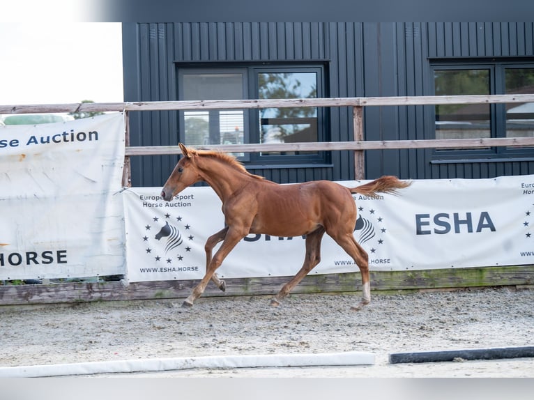 Zangersheider Hengst Fohlen (01/2024) Fuchs in GROTE-BROGEL