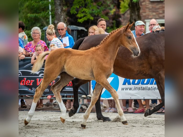 Zangersheider Hengst Fohlen (04/2026) Fuchs in Rouveen