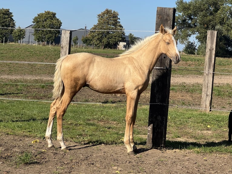 Zangersheider Hengst Fohlen (05/2026) Palomino in Świetakowo