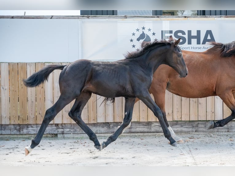 Zangersheider Hengst Fohlen (04/2026) Rappe in Kaulille