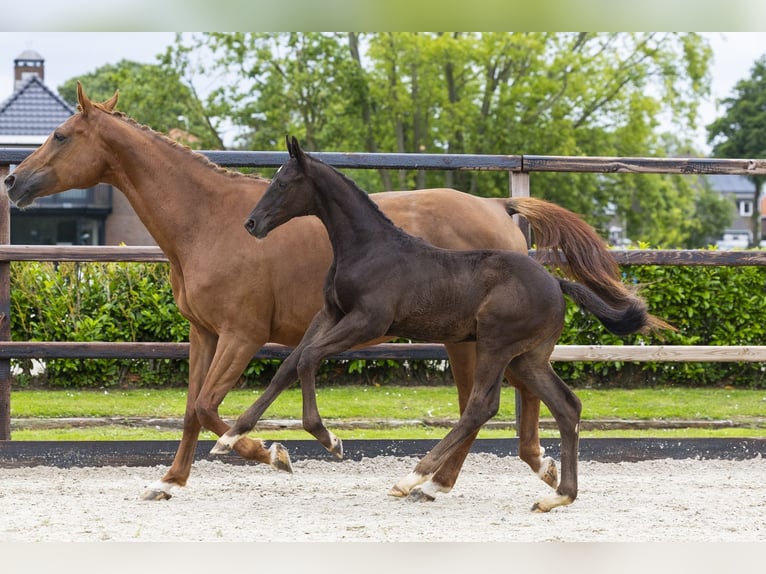 Zangersheider Hengst Fohlen (04/2026) Rappe in Waddinxveen