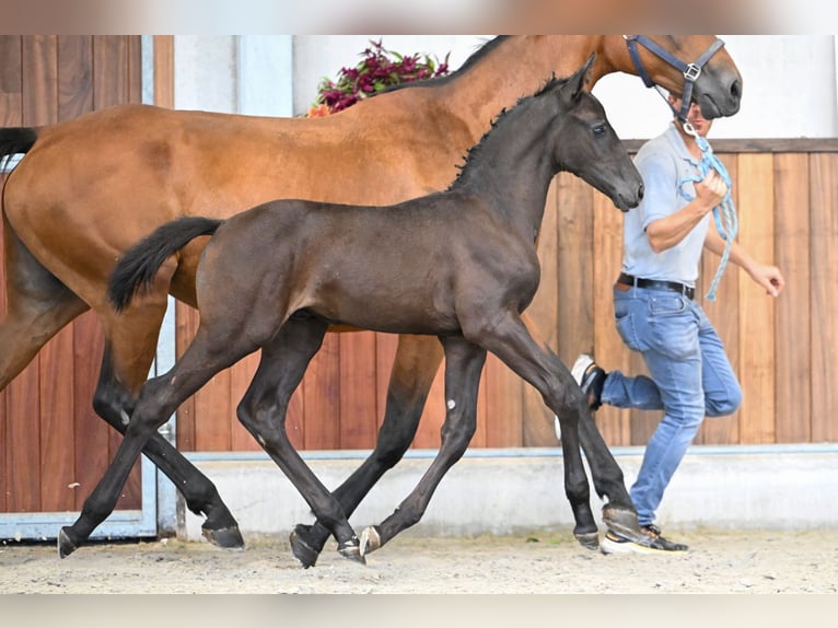Zangersheider Hengst Fohlen (07/2025) Rappe in Zelle