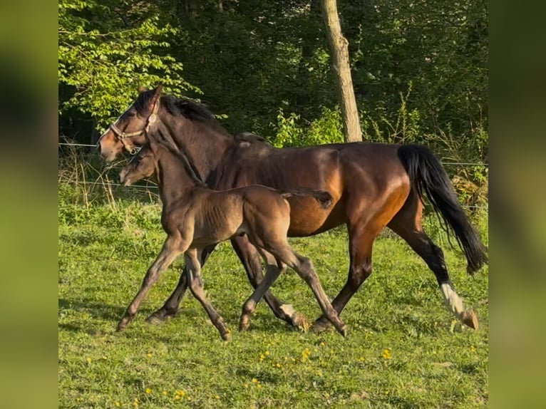 Zangersheider Hengst  Schimmel in Hofgeismar