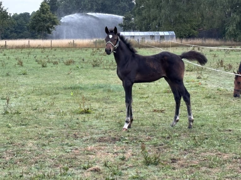 Zangersheider Hengst Fohlen (04/2025) Schwarzbrauner in Merksplas