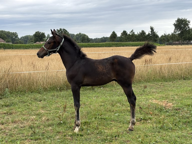 Zangersheider Hengst Fohlen (04/2025) Schwarzbrauner in Merksplas