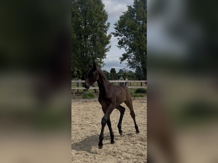Zangersheider Hengst  Schwarzbrauner in Pepingen