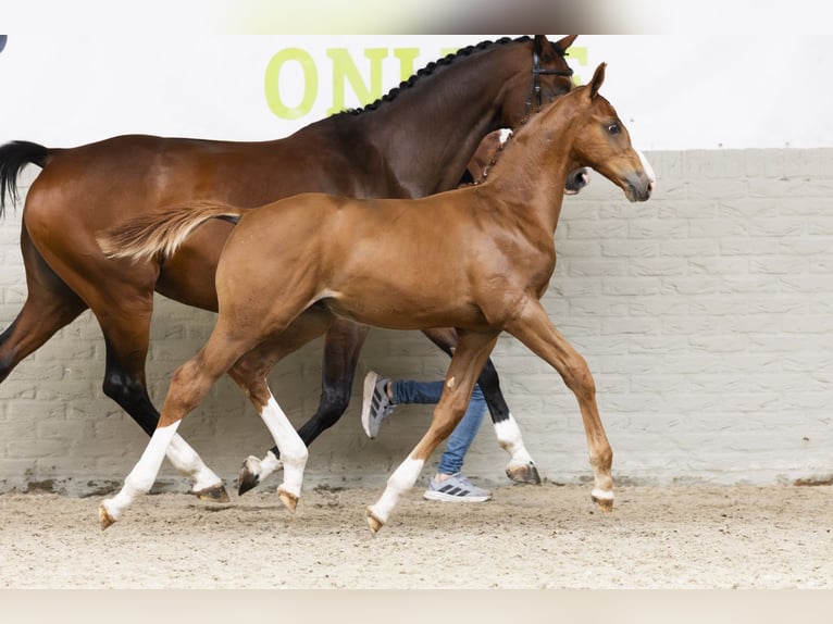 Zangersheider Hengst Fohlen (05/2025) in Heerde