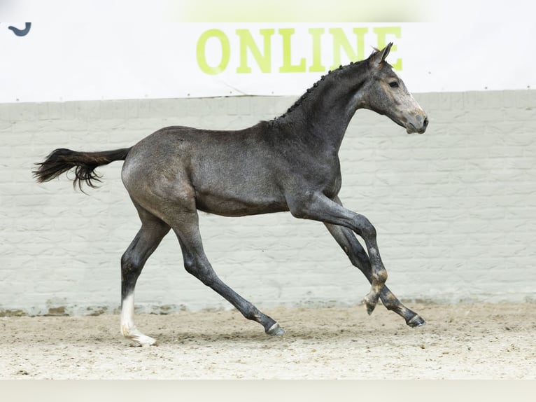 Zangersheider Hengst Fohlen (04/2025) in Heerde