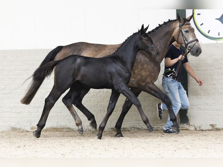 Zangersheider Hengst Fohlen (05/2025) in Heerde
