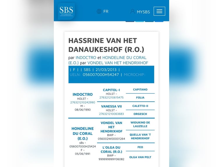 Zangersheider Hengst Fohlen (07/2025) in Lettelingen