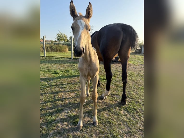 Zangersheider Hengst Fohlen (07/2025) in Lettelingen