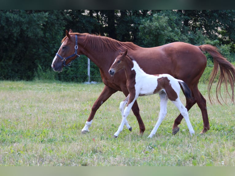 Zangersheider Mix Hengst Fohlen (06/2026) Tobiano-alle-Farben in Świetakowo