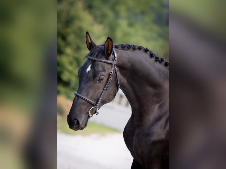 Zangersheider Hengst Rappe in Marcelewo
